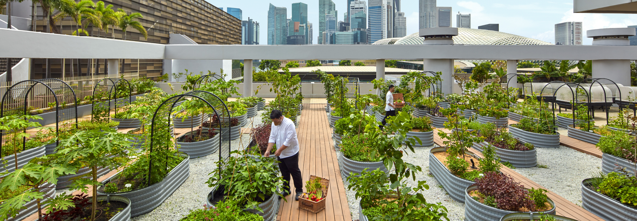 parkroyal collection marina bay urban farm